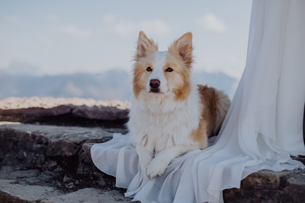 Euer Hund bei der Verlobung am Gipfel in den Alpen